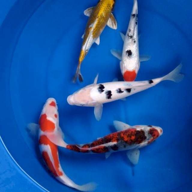 Sk mix koi