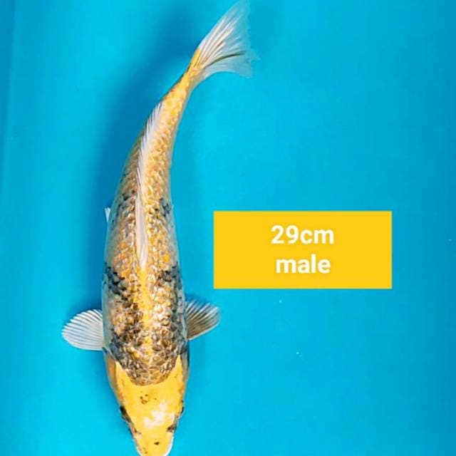 Kin ki showa ginrin 29cm male
