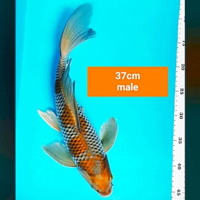 Kumpay ochiba strong 37cm male
