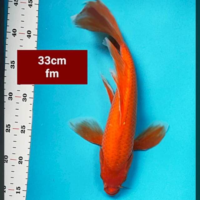 Kumpay benigoi 33cm
