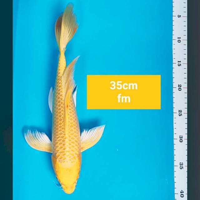 Kumpay ogon 35cm