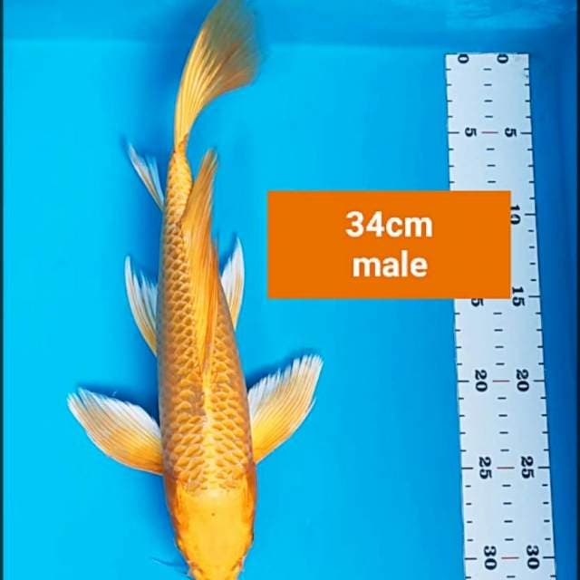 Kumpay matsuba 34cm male