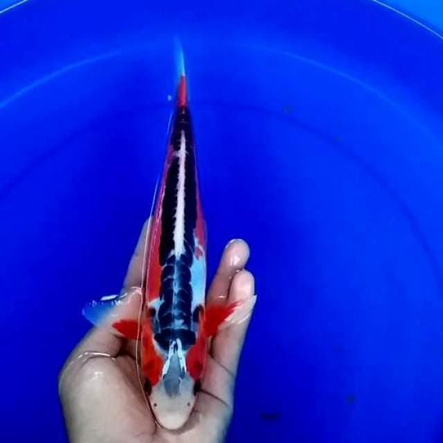 Hana shusui merah halus