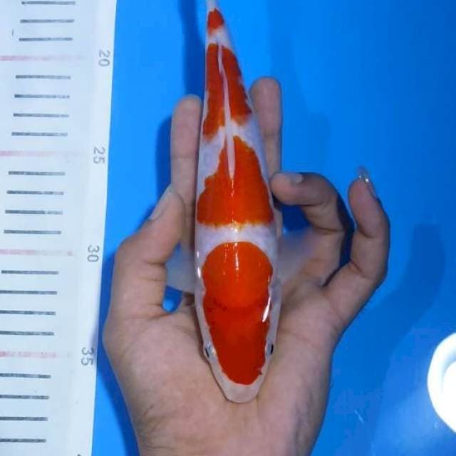 Yondan kohaku