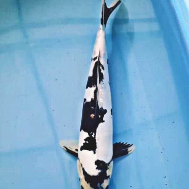 PEJANTAN SHOWA DOITSU 36CM