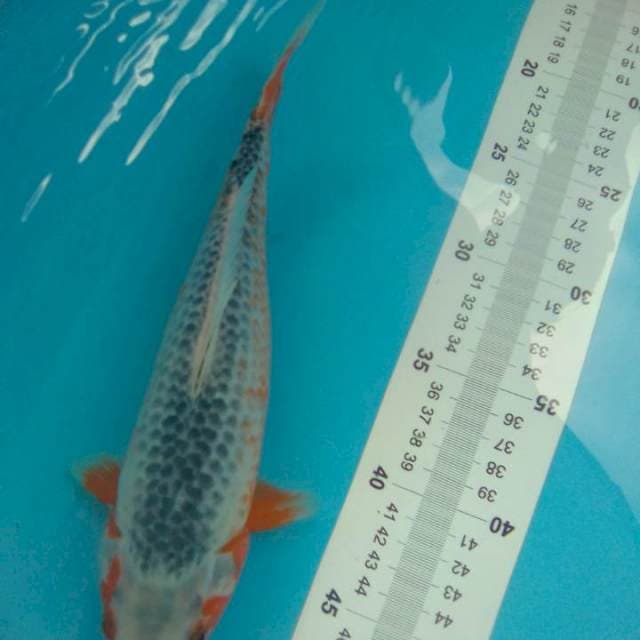 Shusui 27 cm