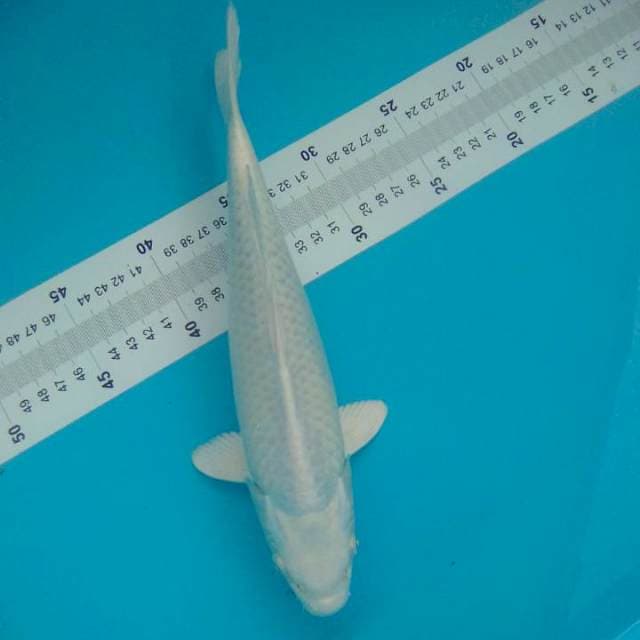 Platinum 31 cm