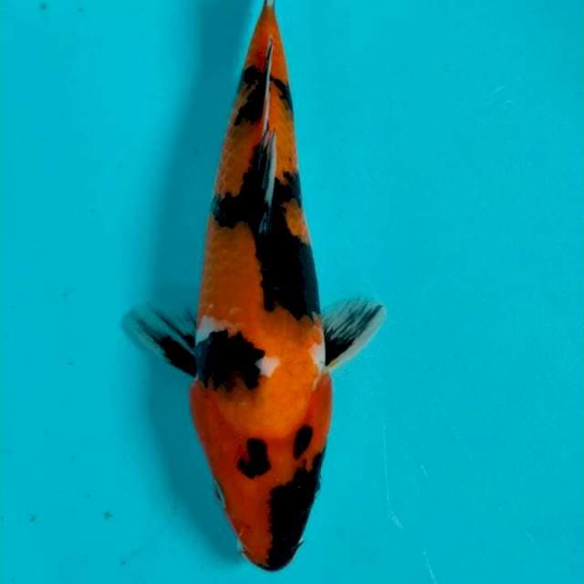HI UTSURI 25 CM