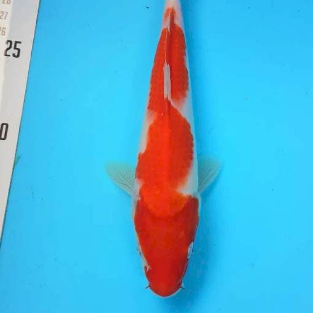 Kohaku 20cm