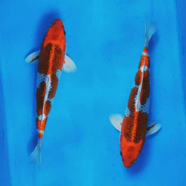 32 cm goshiki