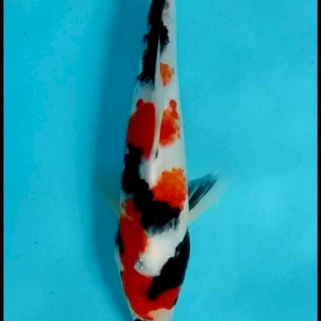 SHOWA 27 CM