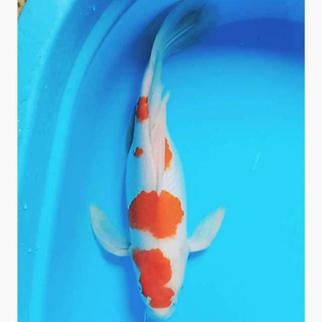 Kohaku kumpay