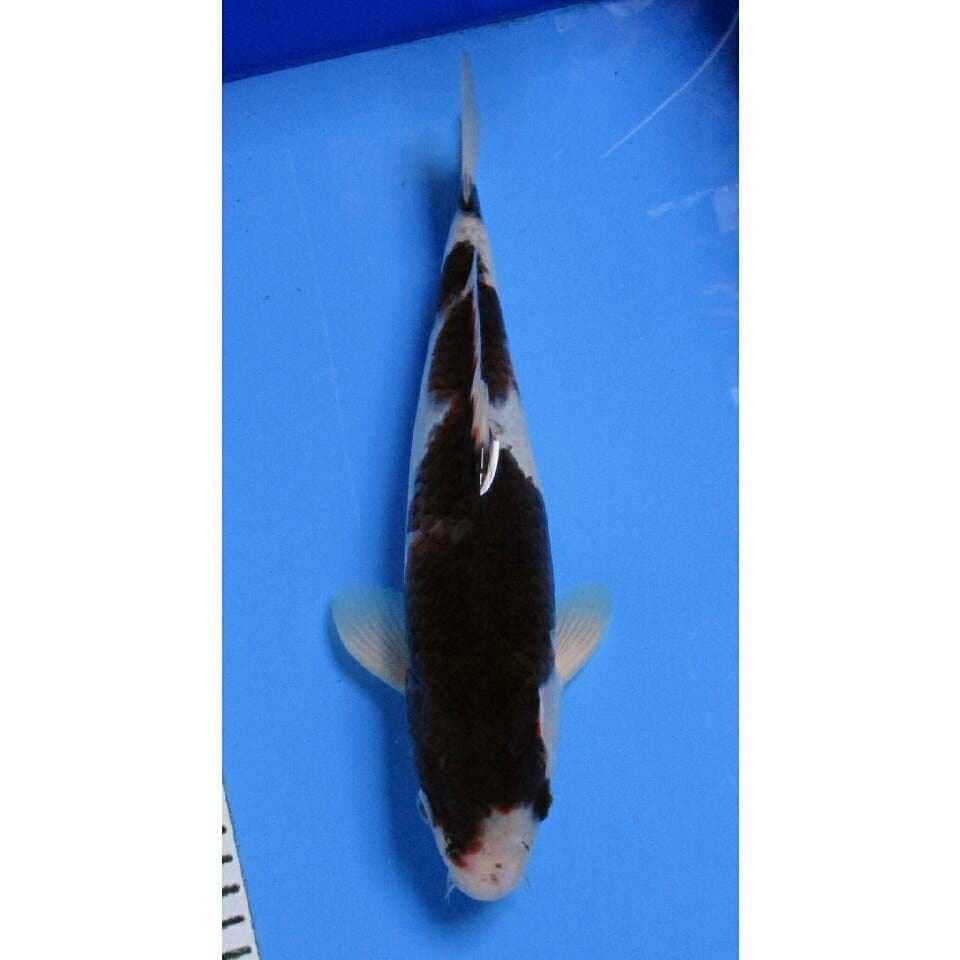 BUDHO GOROMO MALE