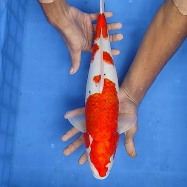 Sanke 41cm