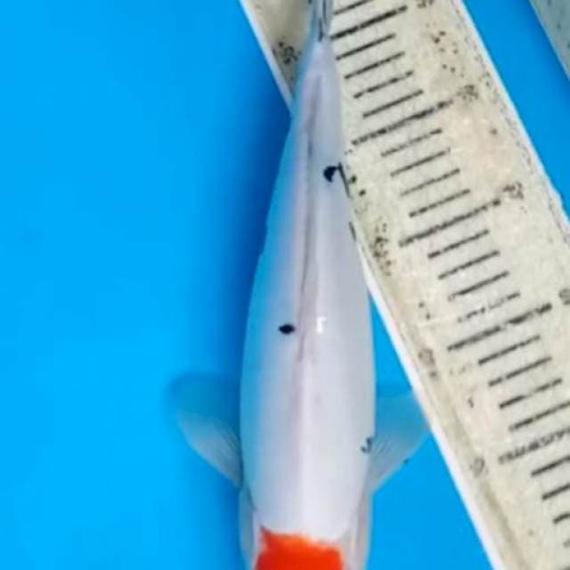 33 cm tancho sanke doit