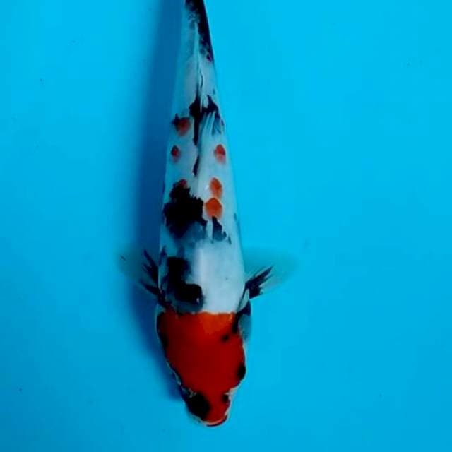 SHOWA 25 CM