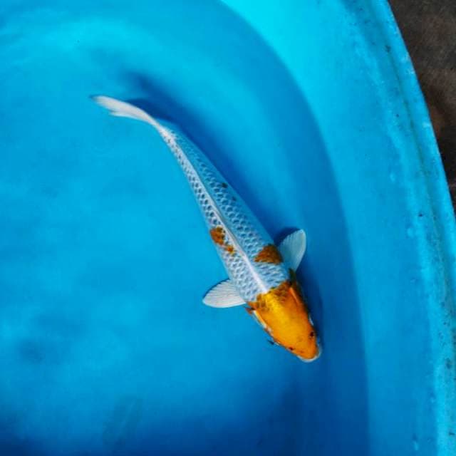Hariwake