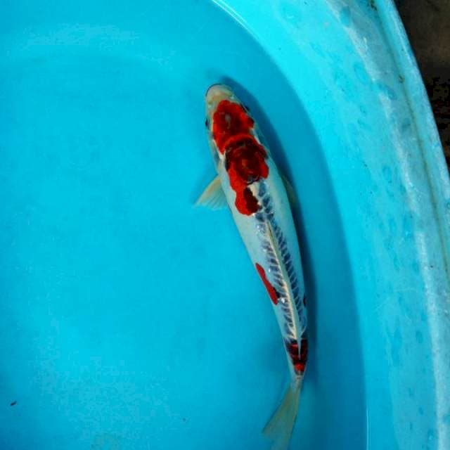 Kohaku