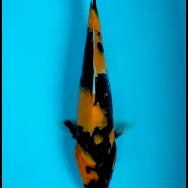 KI UTSURI 30 CM