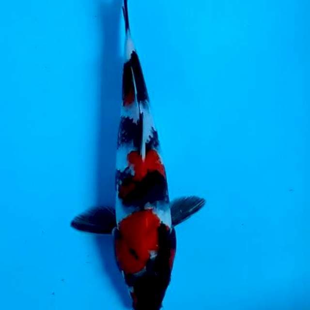 SHOWA 25 CM