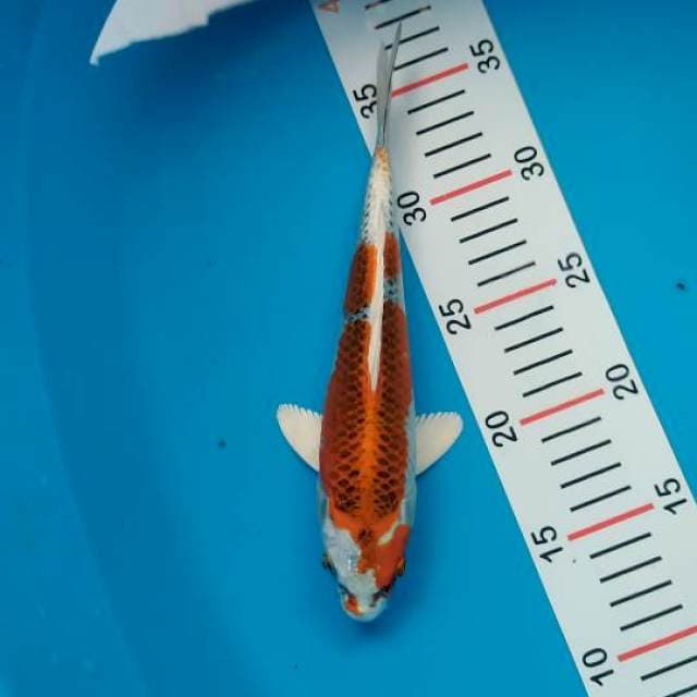 kujaku02 . 24 cm