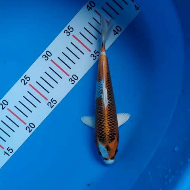 kujaku03 . 22 cm