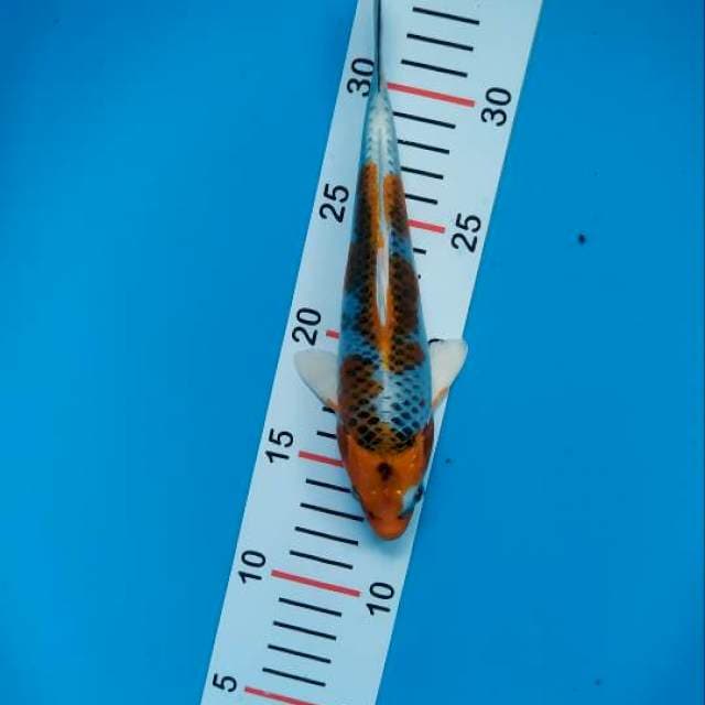 kujaku04 . 22 cm