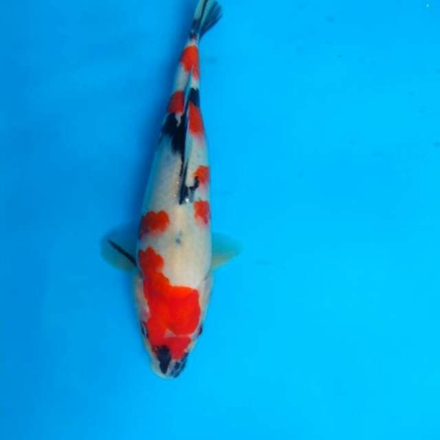 Showa 27cm