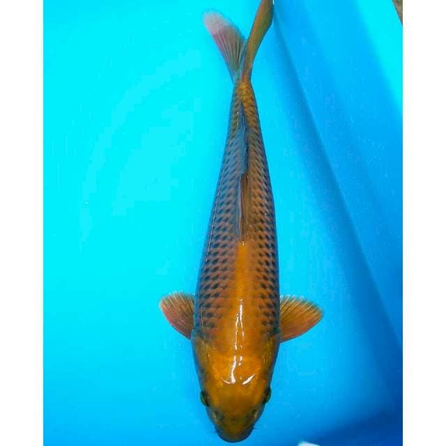 Chagoi tembaga 34cm