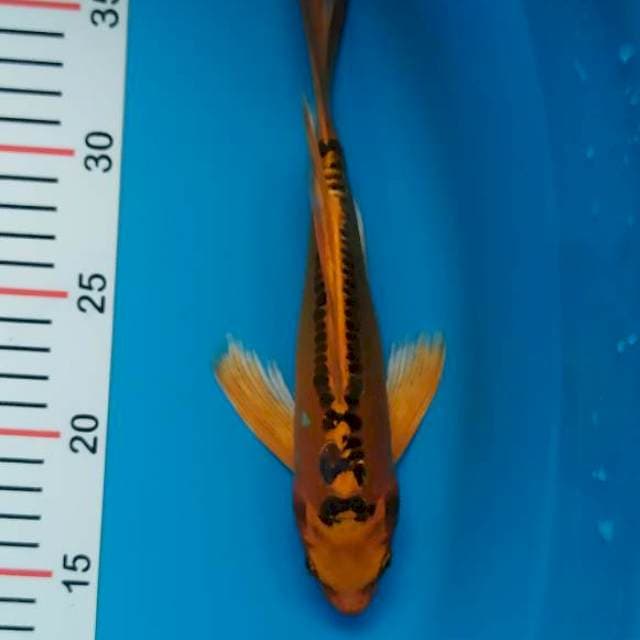 kumpay mizuo 25 cm
