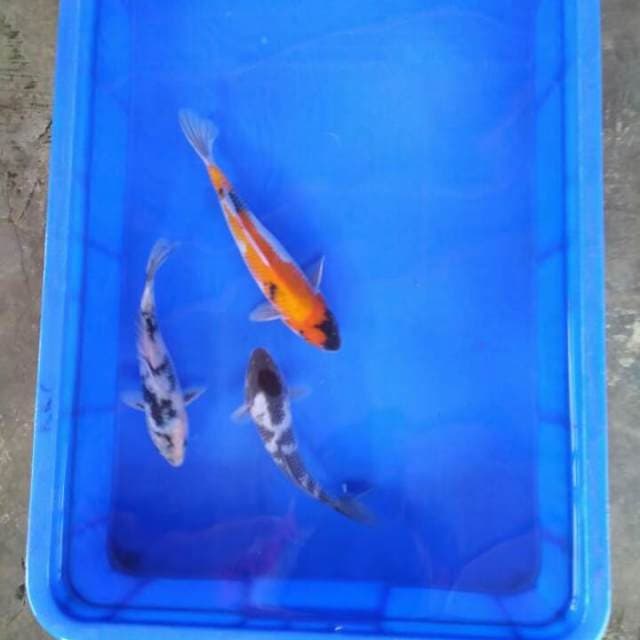 Mix showa shiro ajib