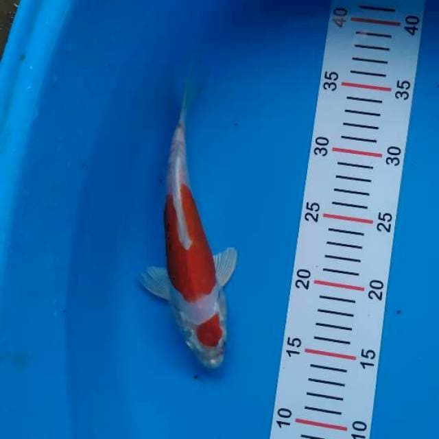 doitsu hikari 23 cm