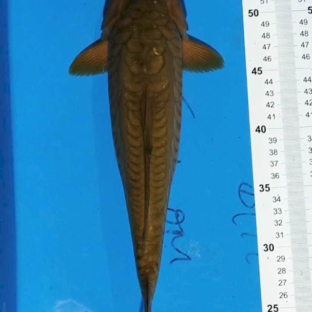Chagoi 35cm