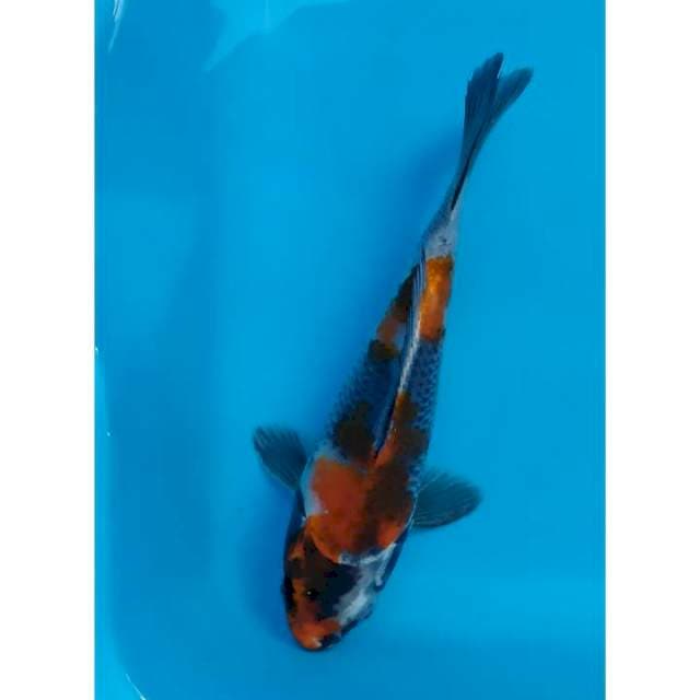 kin showa short body 21 cm