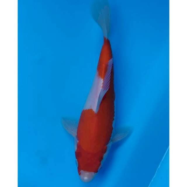 kohaku short body 21 cm