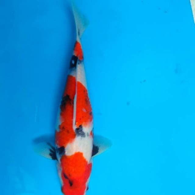 Showa 30cm