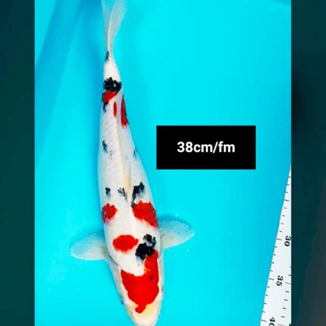 Sanke strong 38cm