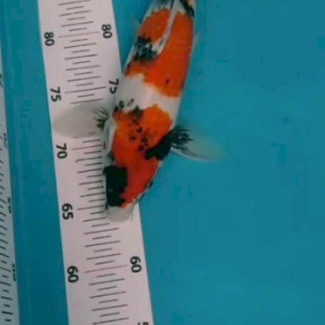 SOWA 32CM#JANTAN