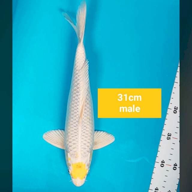 Tancho hariwake 31cm male