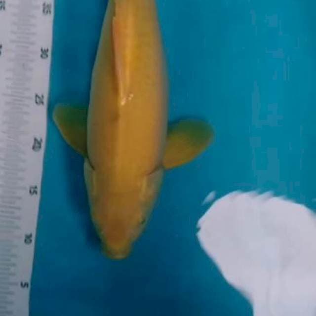 KARASI MATA MERAH#RASA IMPORT#BERPUNUK#HAMIL#41CM
