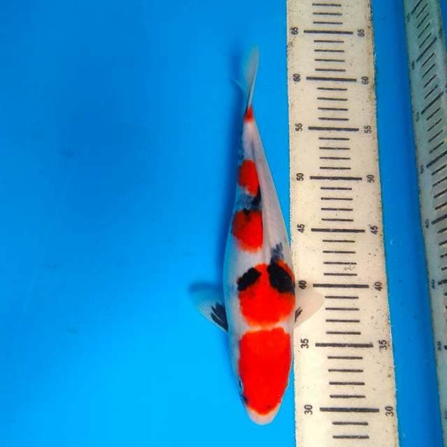 Showa 30cm