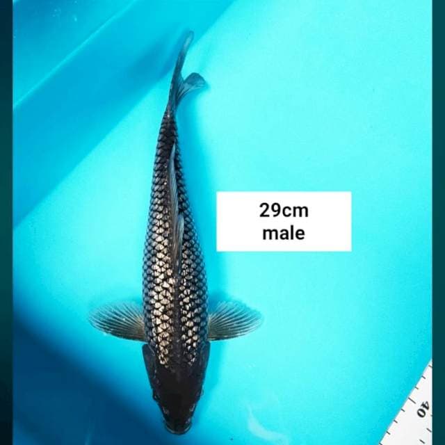 Soragoi ginrin 29cm male