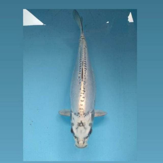 Ginbo Doitsu 42Cm