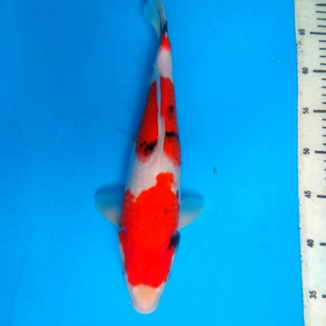 Showa 35cm