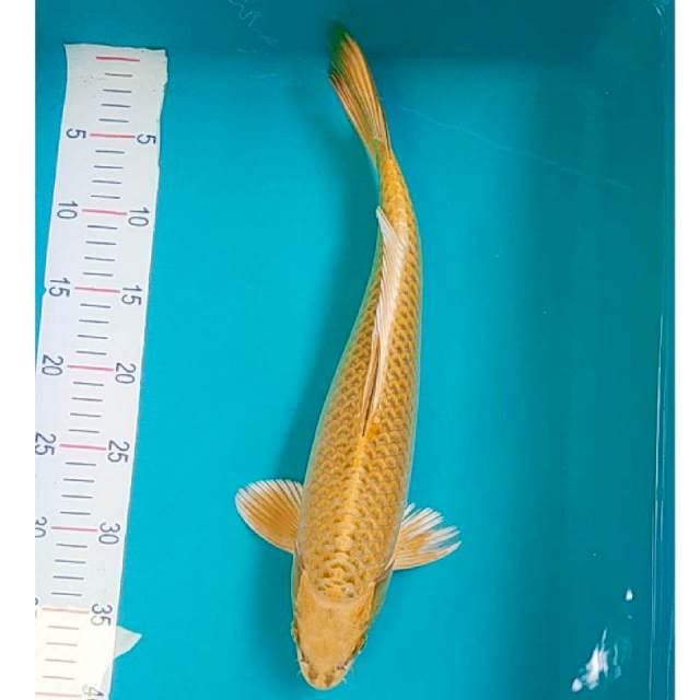 Yellow Mukasi 40cm