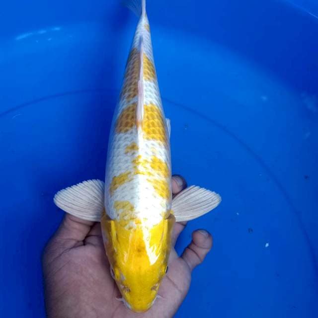 Hariwake