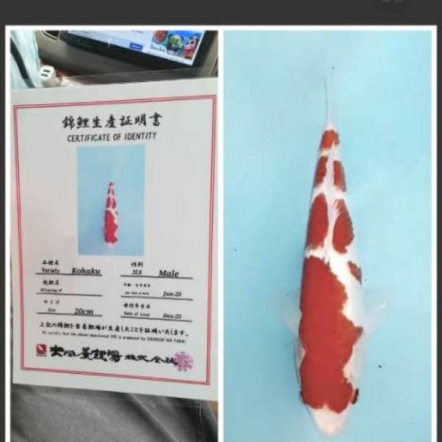 Kohaku import bintang 5 supeer