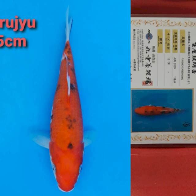 Marujyu Sanke 25cm Certi