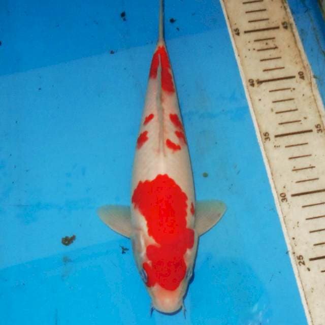 26cm KOHAKU BAGUS