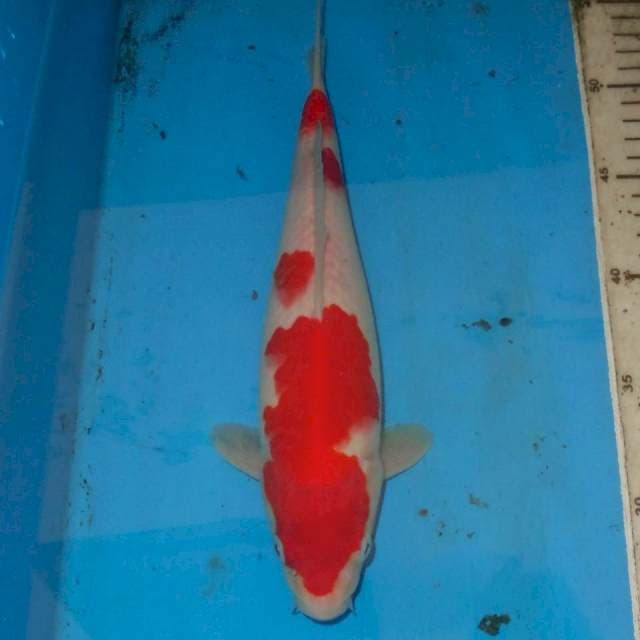 28cm KOHAKU CEPLOK MERAH